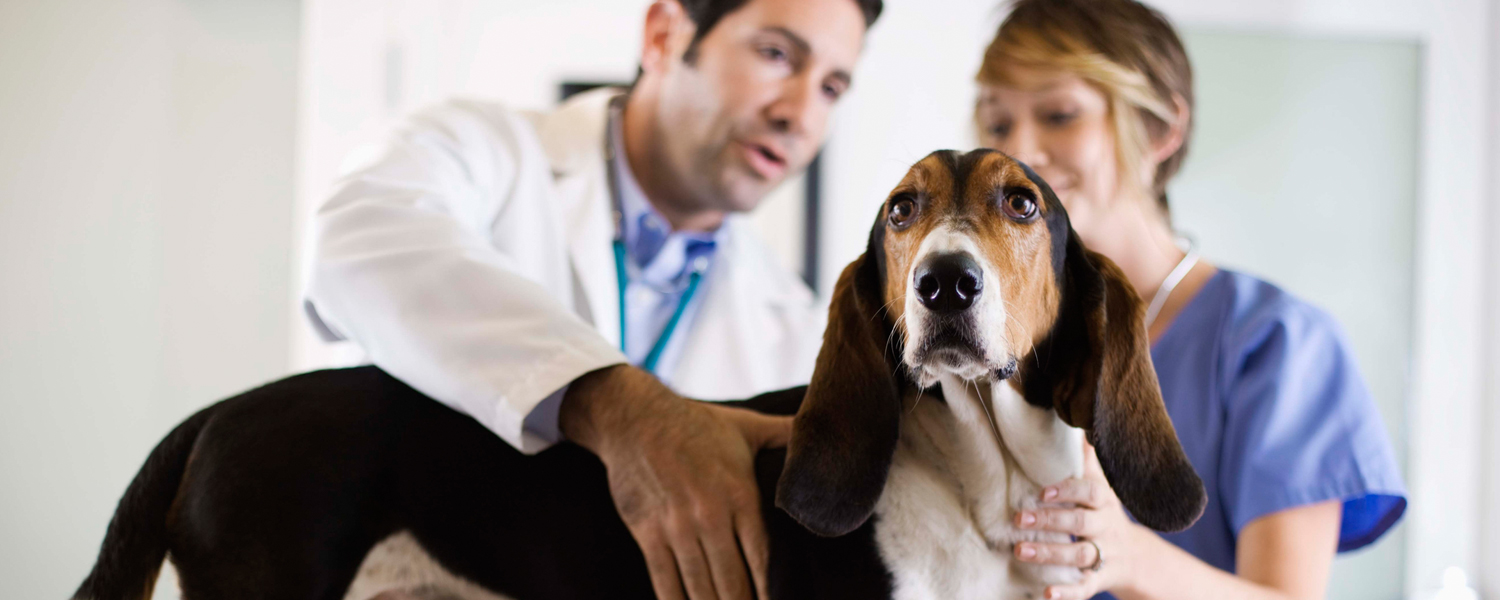 Veterinarian : El Norte Veterinary Clinic - Escondido, CA | (760) 432-0400