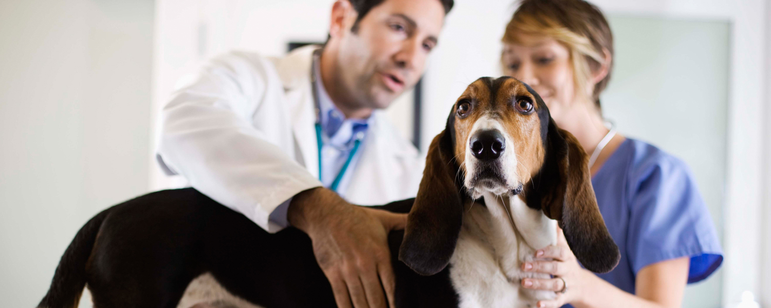 Veterinarian : El Norte Veterinary Clinic - Escondido, CA | (760) 432-0400 Veterinarian : El Norte Veterinary Clinic - Escondido, CA | (760) 432-0400